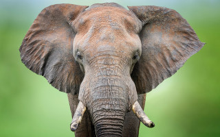 Elephant tusk green background camera - an elephant free wallpaper