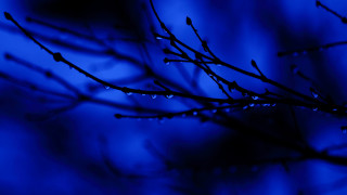 Tree branch water drops night 2 - an gyeon free wallpaper