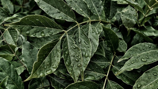 Bush green leaves water droplets - lot free wallpaper