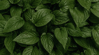 Green leaf plant 3d render - a green plant free wallpaper