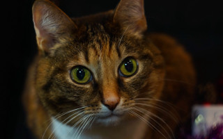 Cat green eyes purple flower - daphne allen free wallpaper