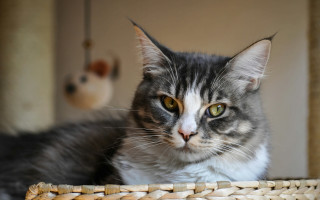 Serious cat in basket brenda - a serious look free wallpaper