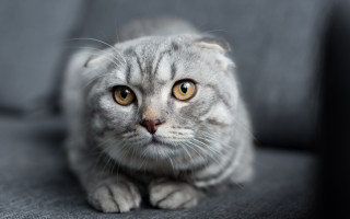 Sad cat couch photorealistic blurry 2 - sad free wallpaper