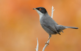 Small bird perched branch orange 2 - color free wallpaper