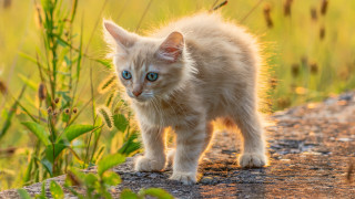 Kitten dirt road field blurry - a small kitten free wallpaper