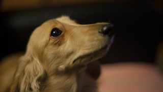 Dog looking up blurry background - canon 5 0 mm free wallpaper