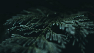 Pine branch night blurry forest - the dark night time free wallpaper