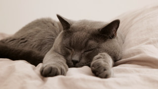 Cat sleeping bed pillow dream - a bed free wallpaper