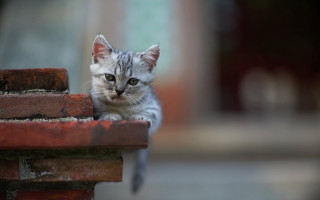 Kitten sad brickwall tiltshift animal - a brick wall free wallpaper