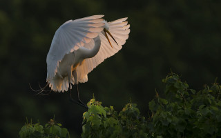White bird spread wings branch - branch free wallpaper
