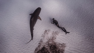 Shark man snow dead knife - the other free wallpaper