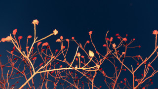 Red leaves tree blue sky - chris friel free wallpaper