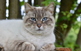 Cat blue eyes wooden bench - a wooden bench free wallpaper