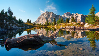 Mountain lake reflection tree branch - a reflection free wallpaper