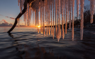Tree branch icicles sunset ocean - crepuscular ray free wallpaper