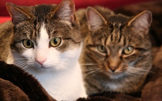 Cats blanket together focus blurry - the camera and the other free wallpaper