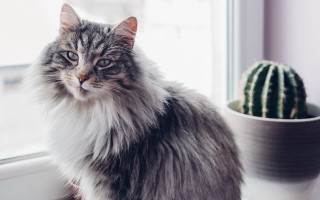 Cat cactus window sill plant - aestheticism free wallpaper