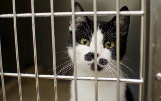 Black white cat mustache cage - institutional critique free wallpaper