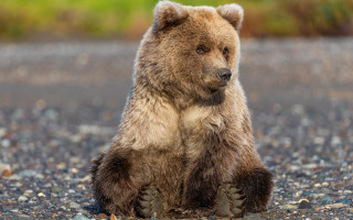 Brown bear gravel road forest 2 - a gravel road next free wallpaper