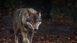 Wolf forest digital rendering photorealistic - tongue free wallpaper
