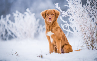 Dog snow bush winter elk - a stock photo free wallpaper