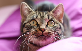 Surprised cat bed purple pink - a pink blanket free wallpaper