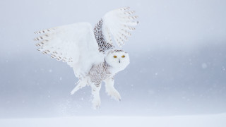 Snowy owl flying night sky - its wing free wallpaper