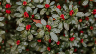 Red flower green leaves macro 4 - a close up of a plant free wallpaper