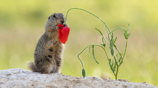 Small animal red bow rock - its neck free wallpaper