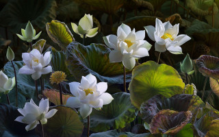 White flowers green leaves pond - a pond of water lilies free wallpaper