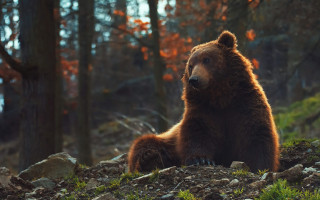 Brown bear rocky hillside forest 2 - orange leaf free wallpaper