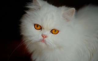 White cat yellow eyes black - symmetrical eye free wallpaper