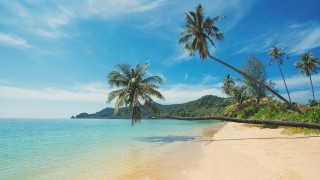 Beach palm trees blue sky 29 - a white sand beach free wallpaper