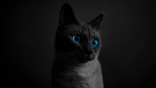 Black cat blue eyes photorealistic - a white cat free wallpaper