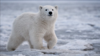 Polar bear snow water ice - top of a snow free wallpaper