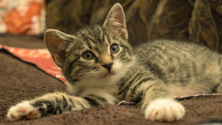 Kitten sad look up couch - a kitten free wallpaper