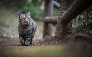 Cat dirtpath tree fence rayonism - rayonism free wallpaper