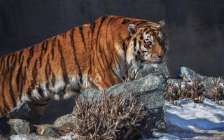 Tiger rocky snow foreground wall - primitivism free wallpaper