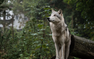 Wolf log forest house bush - caspar wolf free wallpaper
