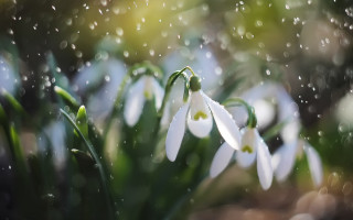 White flowers water drops bokeh - drop of water free wallpaper