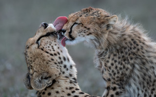 Cheetah cubs playing wild open - wild free wallpaper