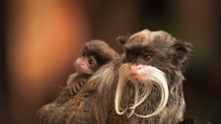 Monkey mustache tree branch photorealistic - a monkey with free wallpaper