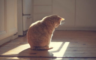 Cat wooden floor window sunlight - sunlight free wallpaper
