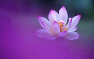 Pink flower yellow center purple - a yellow center free wallpaper
