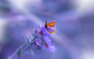 Butterfly purple flower macro photography - a purple flower free wallpaper