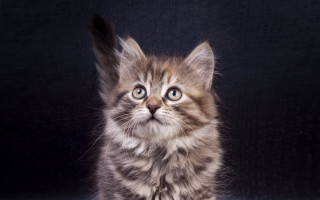 Small white cat blue eyes - a white spot free wallpaper