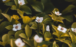White flowers green leaves bokeh 2 - sunlight free wallpaper