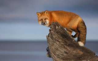 Red fox tree branch blue - a red fox free wallpaper
