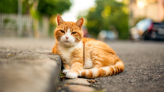 Cat curb parking outdoors photorealistic - the side of the road free wallpaper