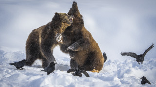 Bears fighting snow birds overhead - a snowy day free wallpaper